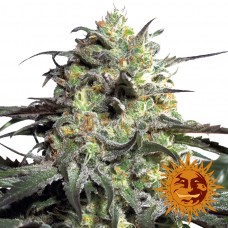 Peyote Cookies - Barney's Farm